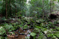 Strickland State Forest, NSW