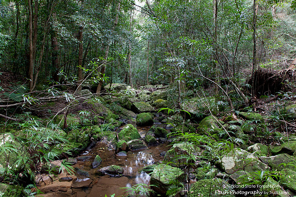 Strickland State Forest, NSW