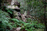 Strickland State Forest, NSW