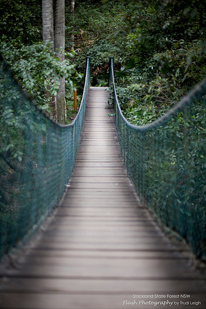 Strickland State Forest, NSW