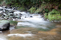 Allyn River, Chichester State Forest NSW
