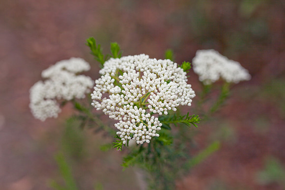 Burrawang State Forest NSW