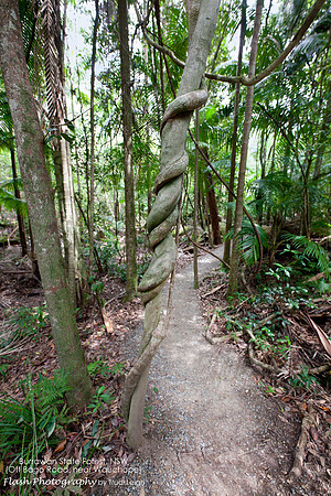 Burrawang State Forest NSW