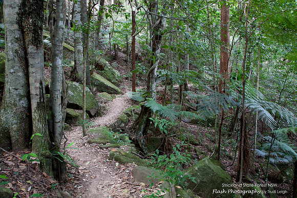 Strickland State Forest, NSW