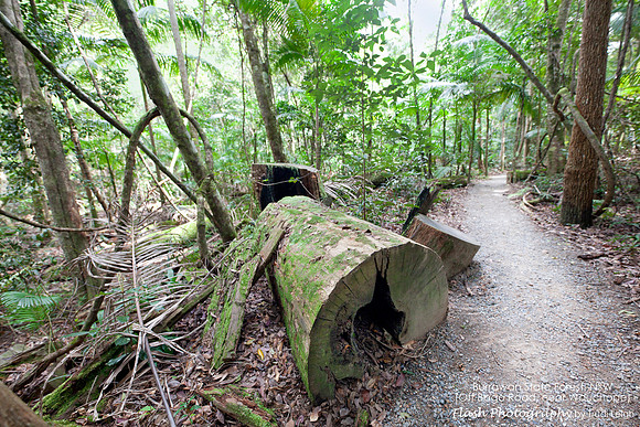 Burrawang State Forest NSW