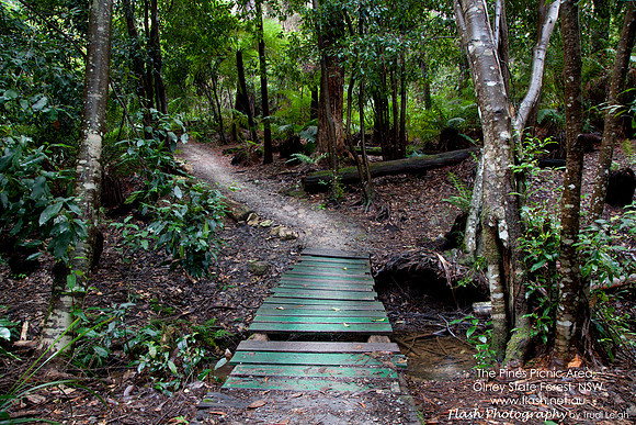 The Pines Picnic Area, Olney State Forest NSW