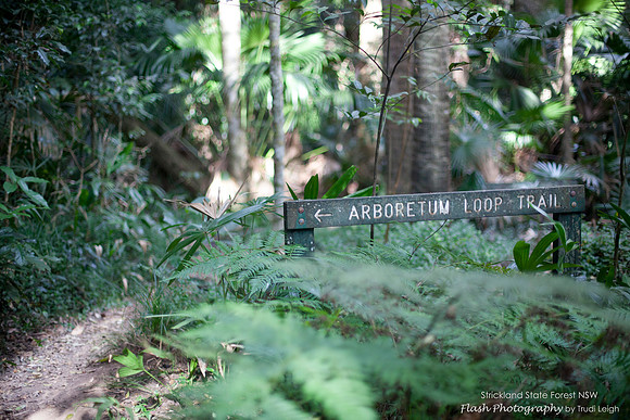 Strickland State Forest, NSW