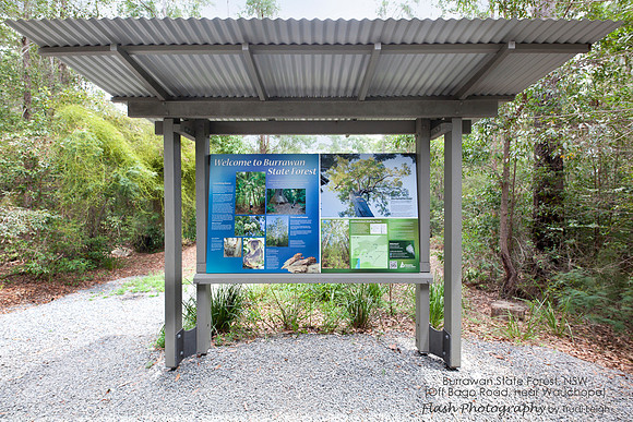 Burrawang State Forest NSW