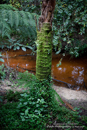 Strickland State Forest, NSW