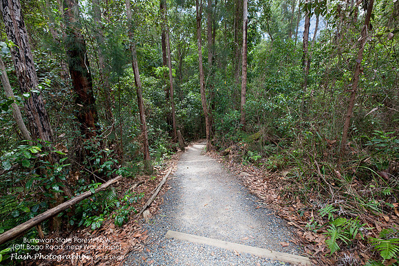 Burrawang State Forest NSW