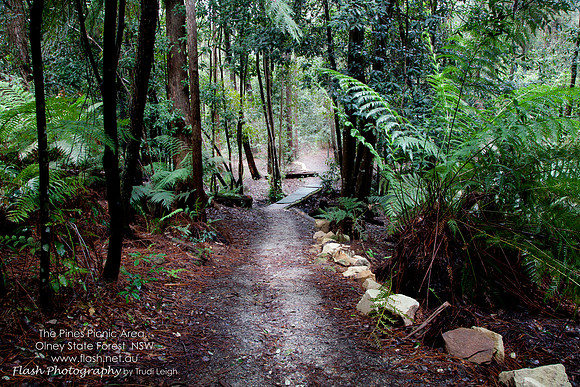 The Pines Picnic Area, Olney State Forest NSW