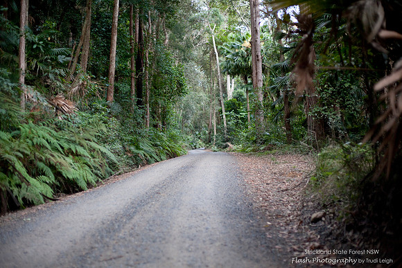 Strickland State Forest, NSW