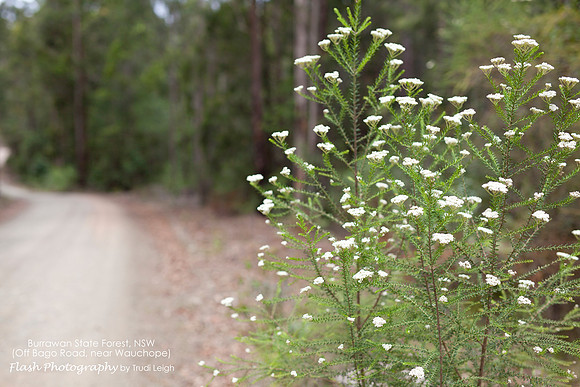 Burrawang State Forest NSW
