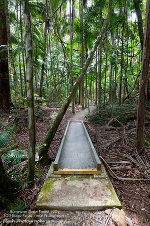 Burrawang State Forest NSW
