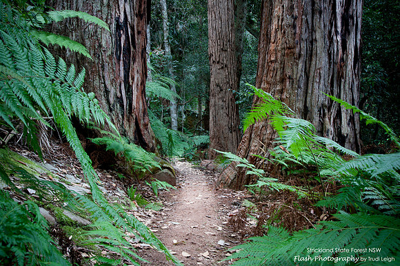 Strickland State Forest, NSW