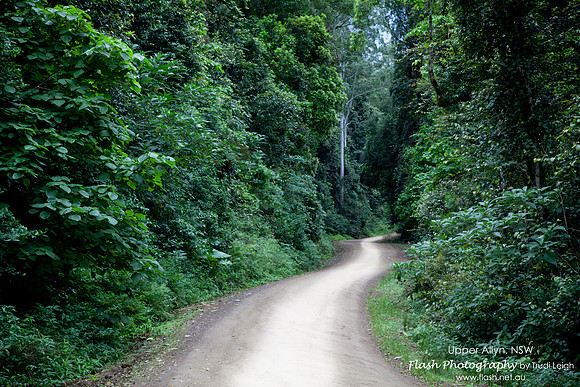 Allyn River, Chichester State Forest NSW