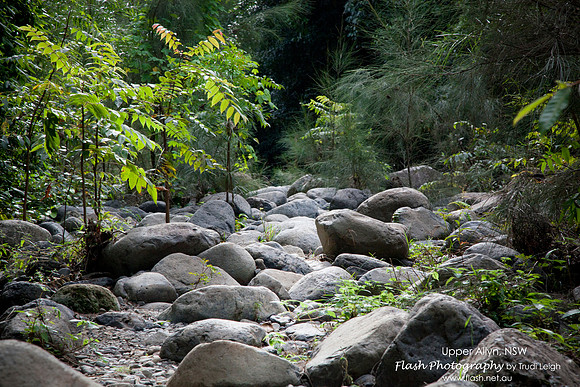 Allyn River, Chichester State Forest NSW