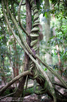 Strickland State Forest, NSW