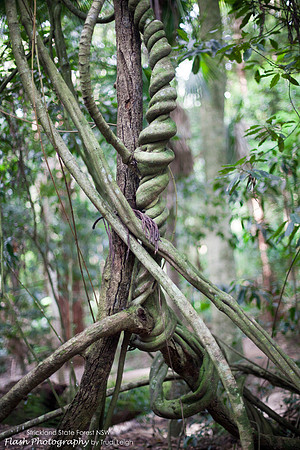 Strickland State Forest, NSW