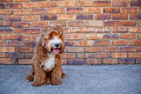 Website: www.cavoodlelove.net