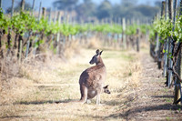 Kangaroos within the Pokolbin Vineyards, Hunter Valley NSW
