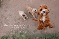 Website: www.cavoodlelove.net