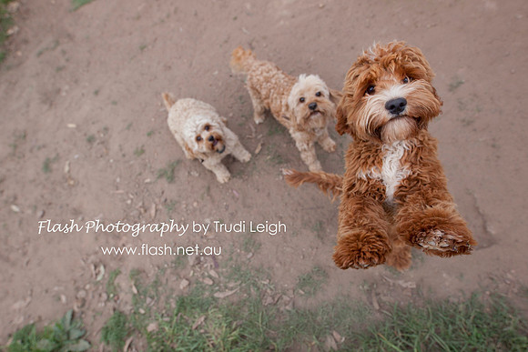 Website: www.cavoodlelove.net