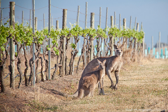 Kangaroos within the Pokolbin Vineyards, Hunter Valley NSW
