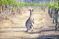 Kangaroos within the Pokolbin Vineyards, Hunter Valley NSW