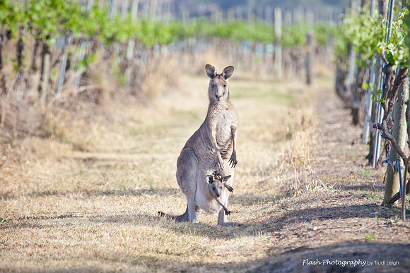 Kangaroos within the Pokolbin Vineyards, Hunter Valley NSW