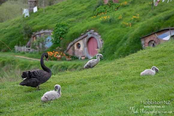 Hobbiton, North NZ