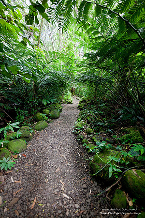 Monoa Falls Trail, Oahu, Hawaii