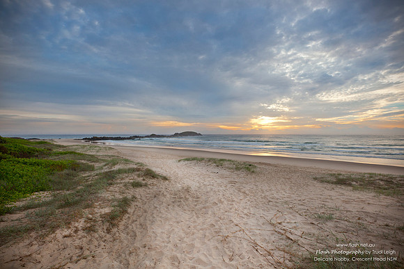 Delicate Nobby Crescent Head NSW