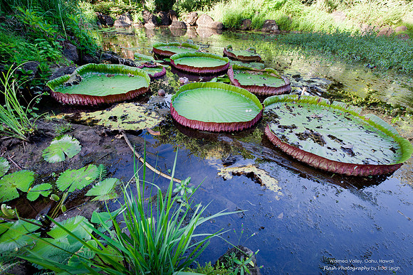 Waimea Valley, Oahu, Hawaii