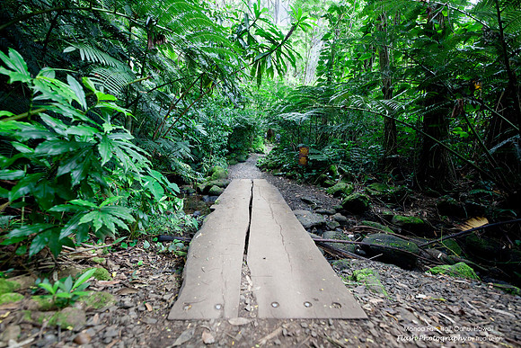 Monoa Falls Trail, Oahu, Hawaii